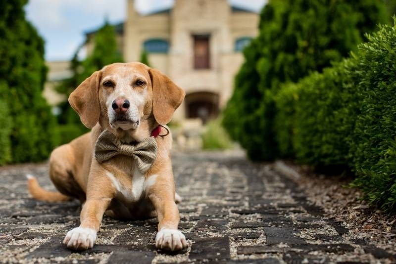 O papel do petisco: usar com estratégia, não como muleta - inspiração 1