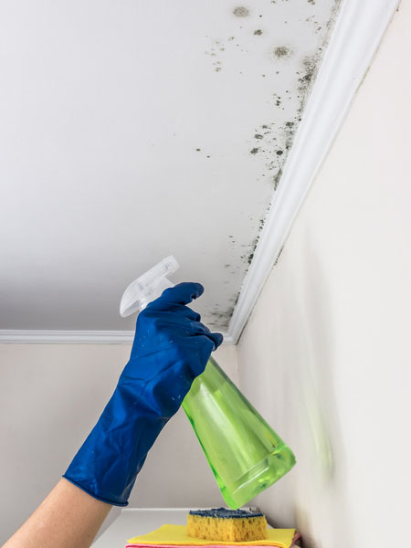 O Poder da Água Sanitária: Seu Aliado Contra o Mofo - inspiração 2