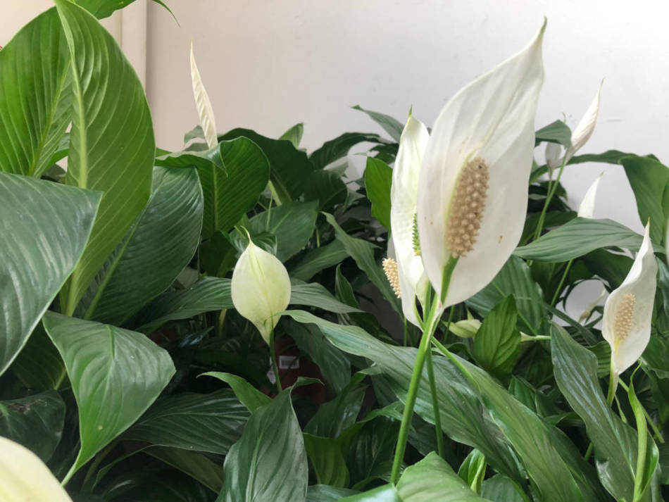 A Iluminação Ideal: Encontrando o Ponto Certo de Luz - inspiração 1