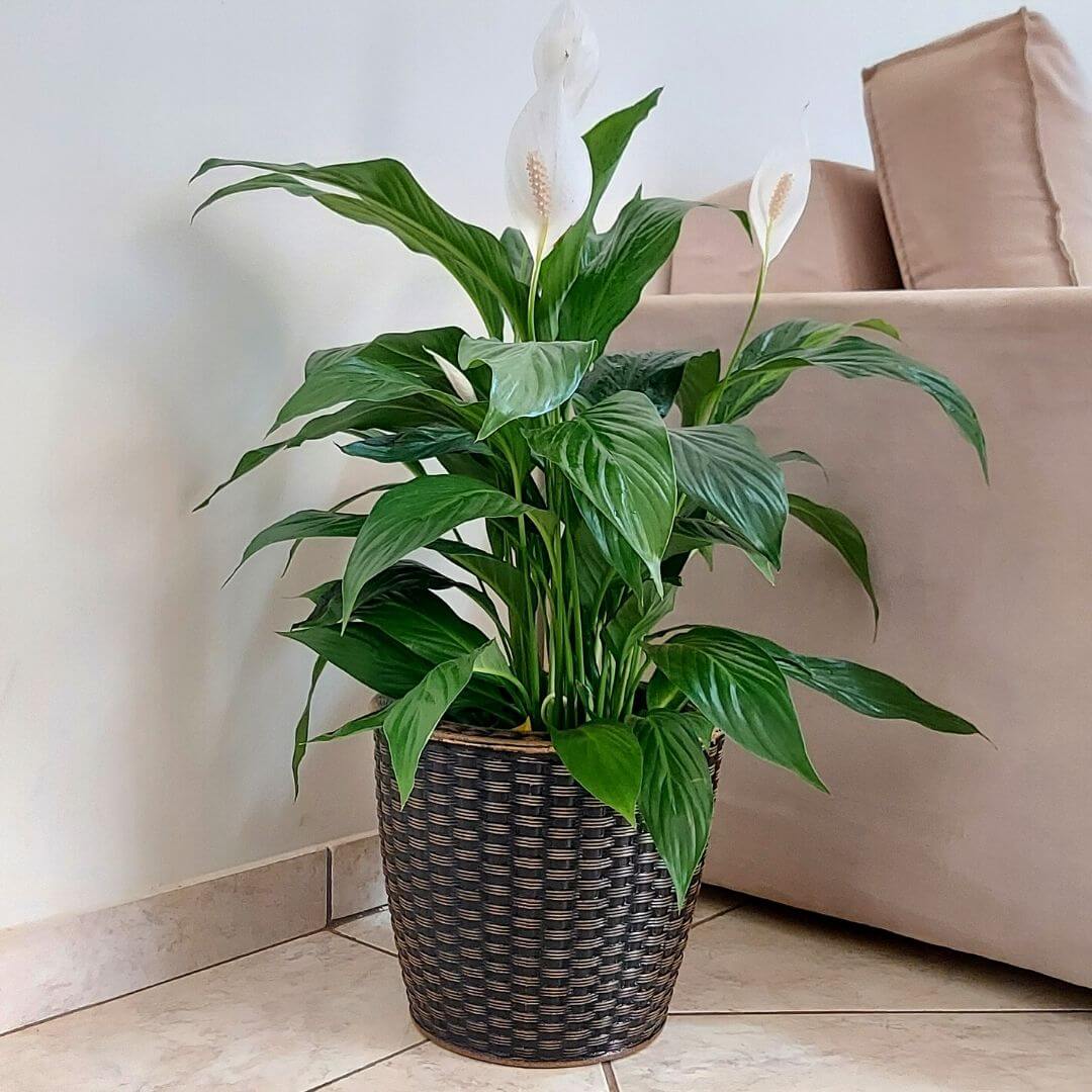 A Iluminação Ideal: Encontrando o Ponto Certo de Luz - inspiração 2