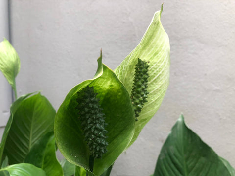 A Água Ideal: Qualidade Que Transforma a Saúde da Planta - inspiração 1