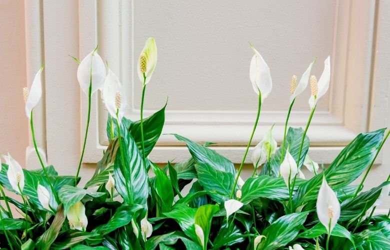 Adubação Estratégica: Nutrientes Para Florescer - inspiração 1