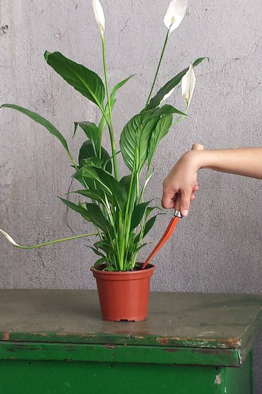 Poda e Limpeza: Manutenção Para um Visual Impecável - inspiração 1