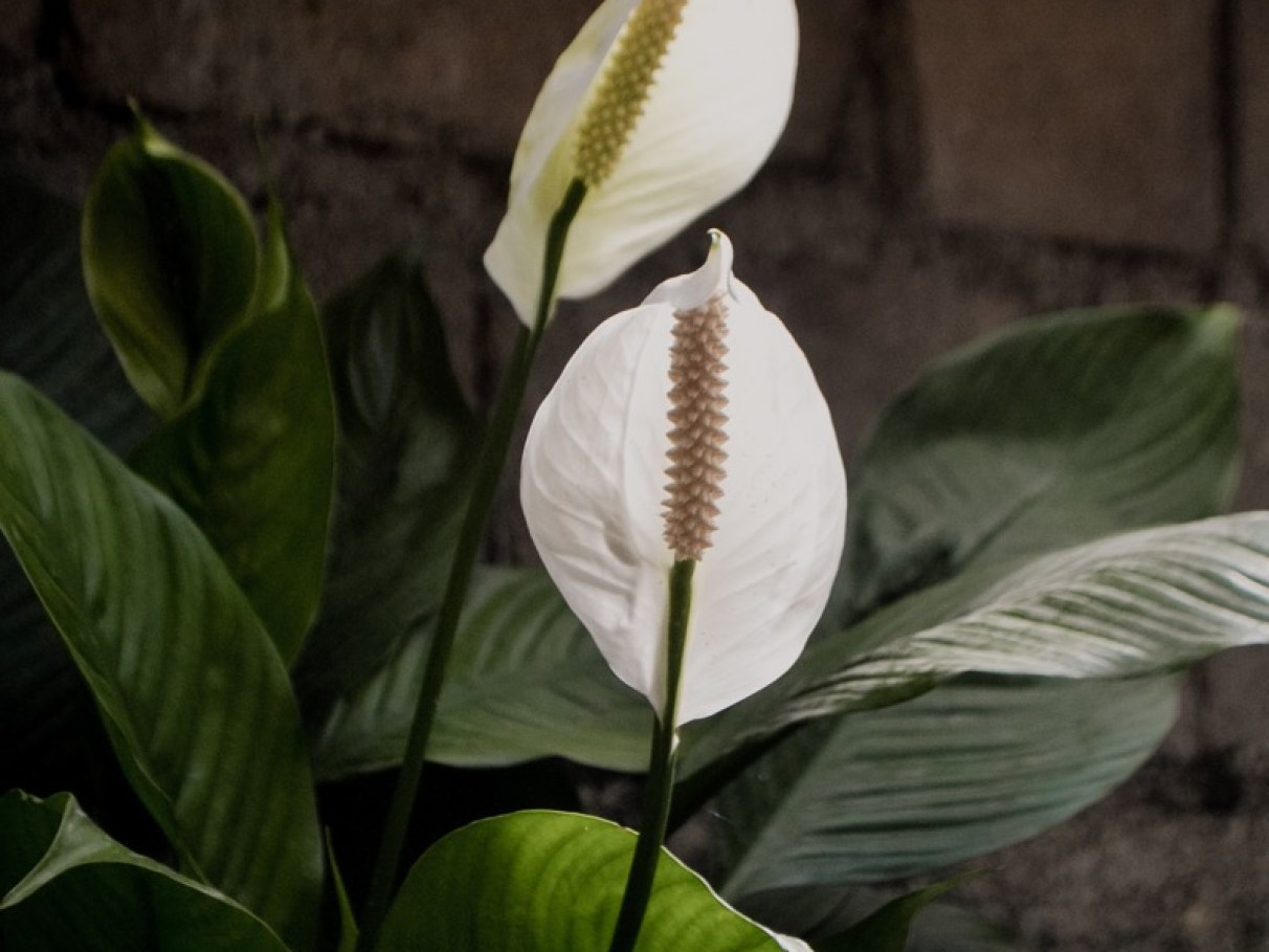 Pragas e Doenças: Reconhecendo e Agindo Rapidamente - inspiração 1