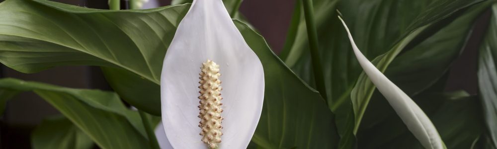 Transplante no Momento Certo: Dando Espaço Para Crescer - inspiração 1
