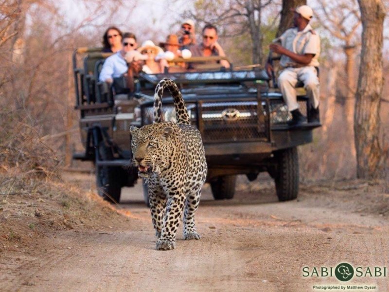 Roteiro Sugerido: Combinando a Emoção do Safari com a Beleza Urbana do Cabo - inspiração 2