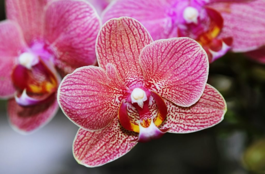 Inspiração para o Futuro: O Que Podemos Aprender com as Vidas de Botânicos Famosos no Cinema - inspiração 1