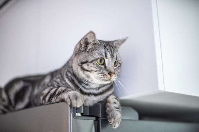 Refúgio em Espaços Apertados - inspiração 2