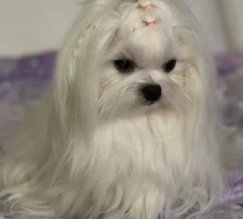 Identificando os Gatilhos Comuns de Latidos em Apartamentos - inspiração 1