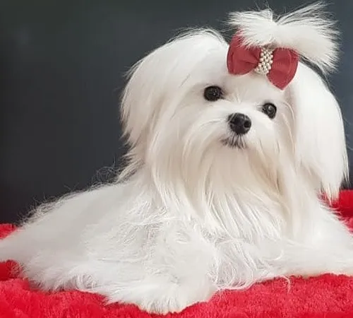 Estabelecendo uma Rotina Clara e Enriquecedora para o Cão - inspiração 1