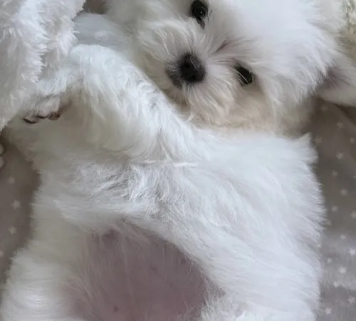 Estabelecendo uma Rotina Clara e Enriquecedora para o Cão - inspiração 2