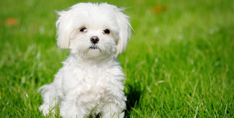 O Poder do Treinamento de Comandos Básicos - inspiração 1