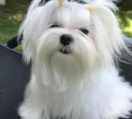 O Poder do Treinamento de Comandos Básicos - inspiração 2