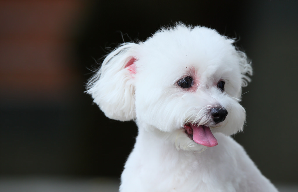 Técnicas para Gerenciar o Tédio e a Ansiedade de Separação - inspiração 1