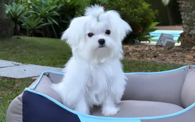 Técnicas para Gerenciar o Tédio e a Ansiedade de Separação - inspiração 2