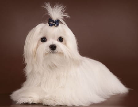 O Papel Fundamental da Socialização Adequada - inspiração 2