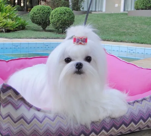 Criando um Ambiente Seguro e Calmo para o Cão - inspiração 2