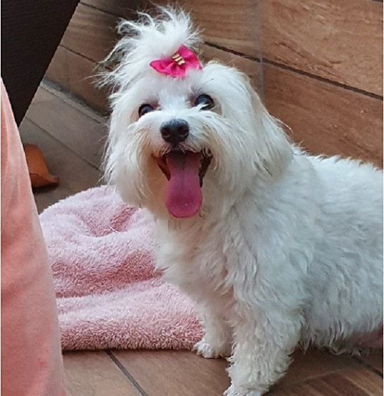 Como Lidar com Latidos Direcionados a Estímulos Externos - inspiração 1