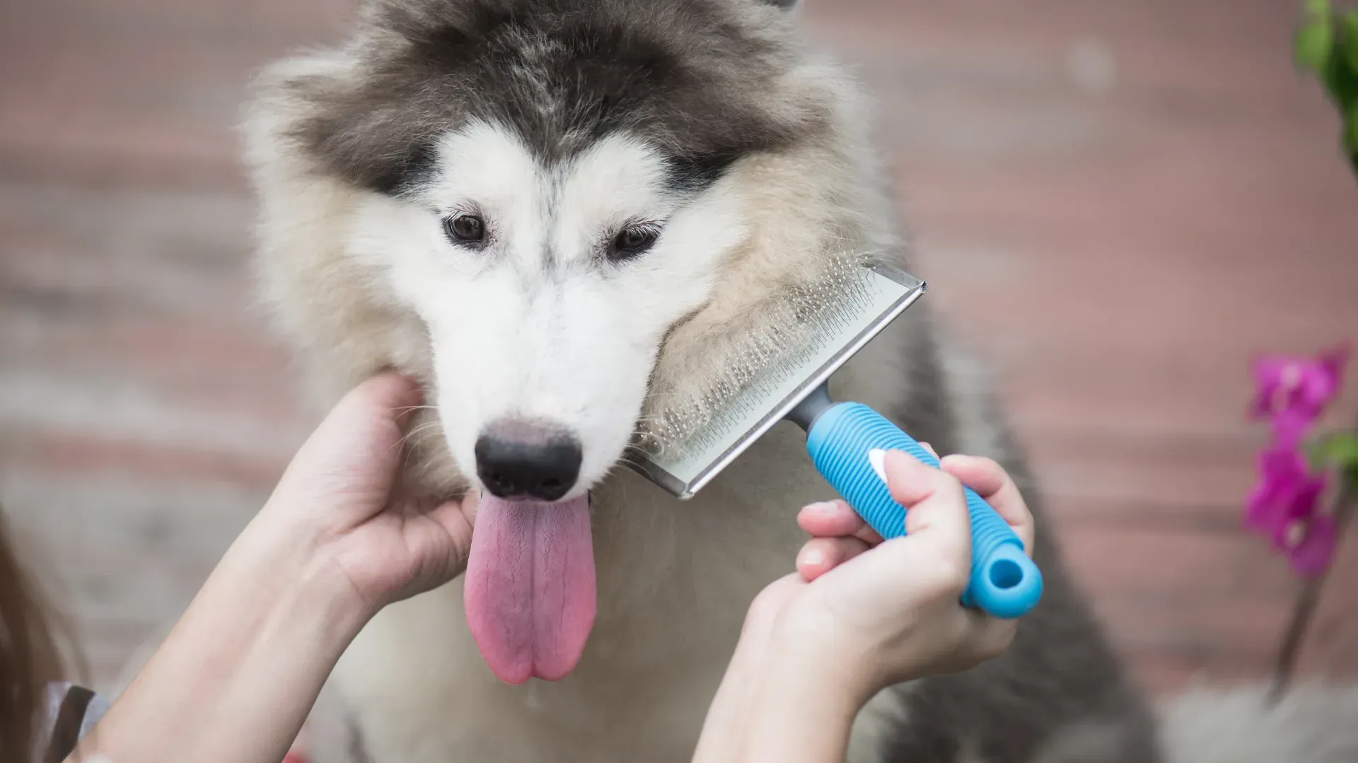 Rasqueadeiras: A Aliada para Remover Subpelo e Evitar Nós - inspiração 2