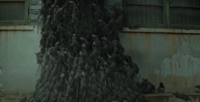 Mais Que um Filminho B: 'Ratos Vermelhos' e sua Abordagem Crua - inspiração 1