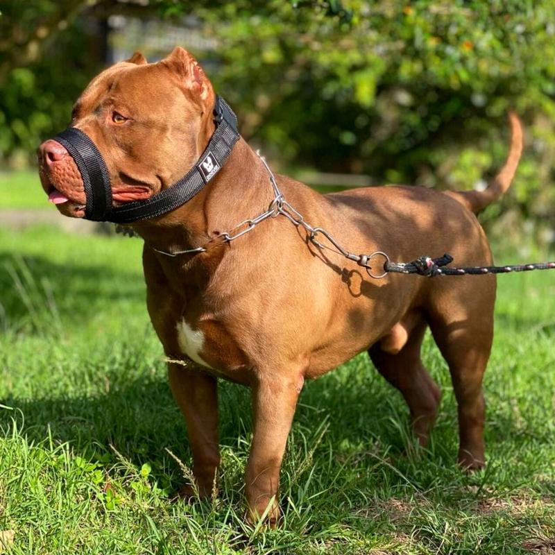 Sistema de Fixação Seguro e Ajustável - inspiração 2