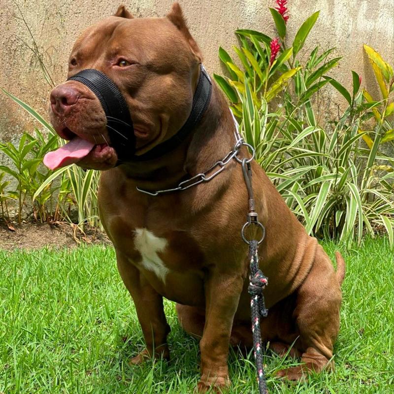 Tipos de Focinheira Ideais para Cada Necessidade - inspiração 2