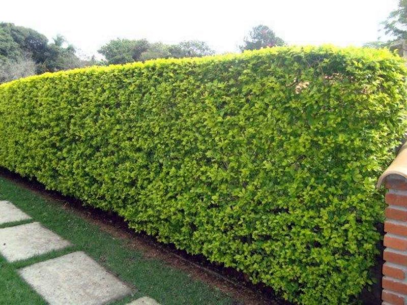 A Escolha Certa para o Sol que Bate - inspiração 1