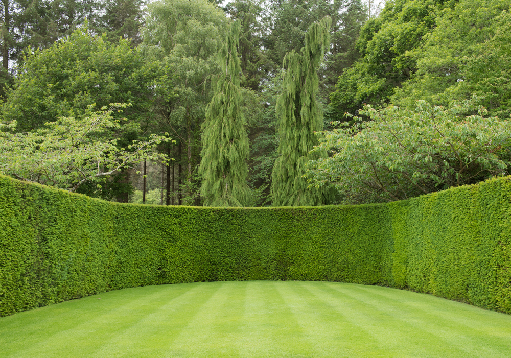 Quando Usar uma Cerca Viva vs. um Muro Verde - inspiração 1