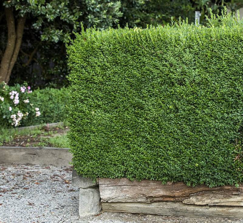 Plantas que Adoram uma Paredinha - inspiração 1