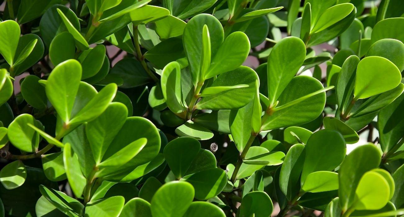 Plantas que Adoram uma Paredinha - inspiração 2