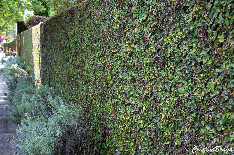 O Ritmo de Crescimento Ideal para Você - inspiração 1