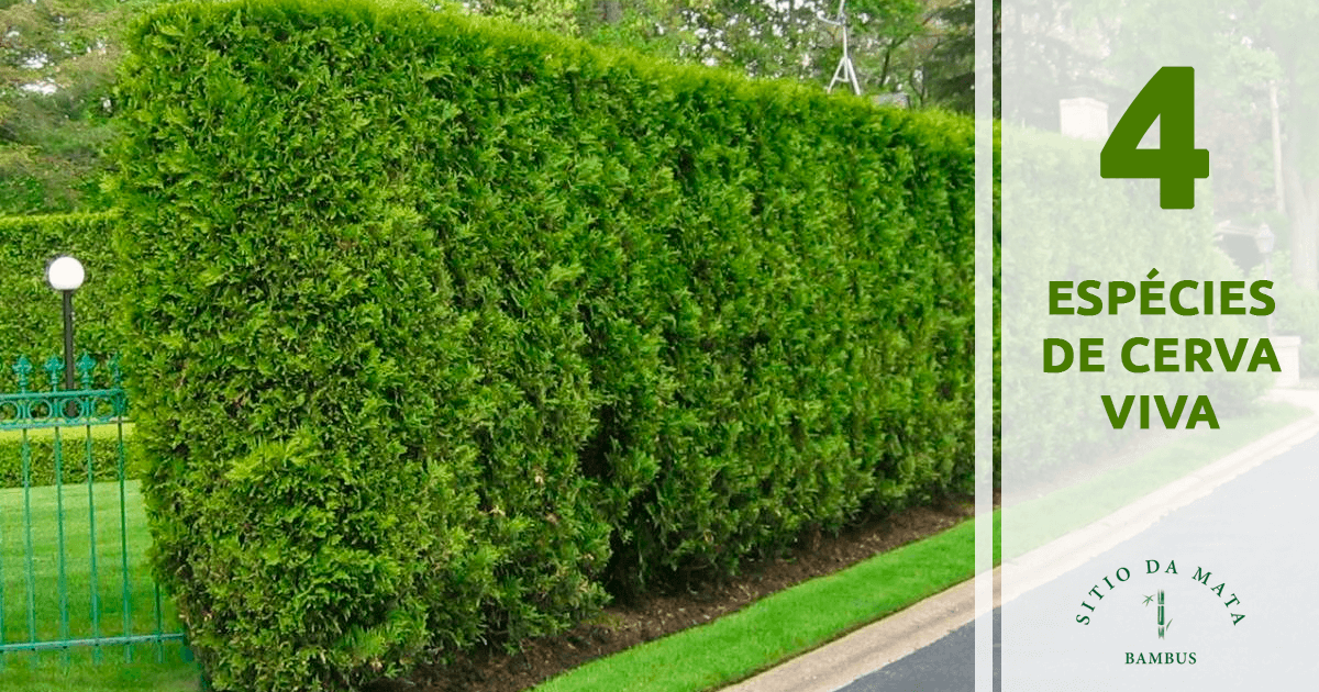 Proteção e Privacidade: Dicas de Especialista - inspiração 2