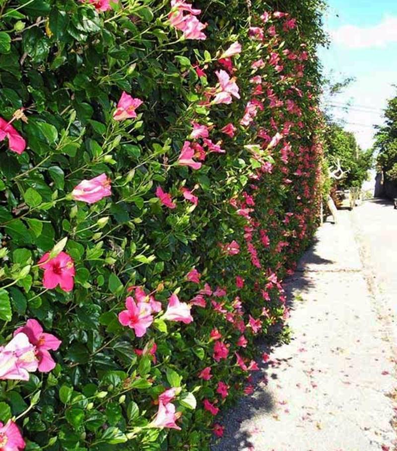 Plantas que Florescem e Encantam - inspiração 2