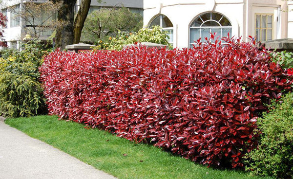 Resistência à Seca: Essencial para o Clima Brasileiro - inspiração 2