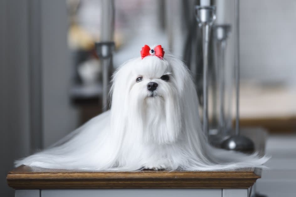 Marcas Brasileiras Que Se Destacam no Cuidado de Cães Brancos - inspiração 2