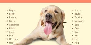 Nana: A Babá Poodle de 'Peter Pan' - inspiração 2