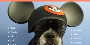 Coop: O Beagle Rebelde de 'A Caverna do Dragão' (Animação clássica com pet inesquecível!) - inspiração 1