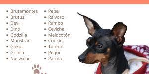 Tito: O Chihuahua Corajoso de 'Oliver e Companhia' - inspiração 1