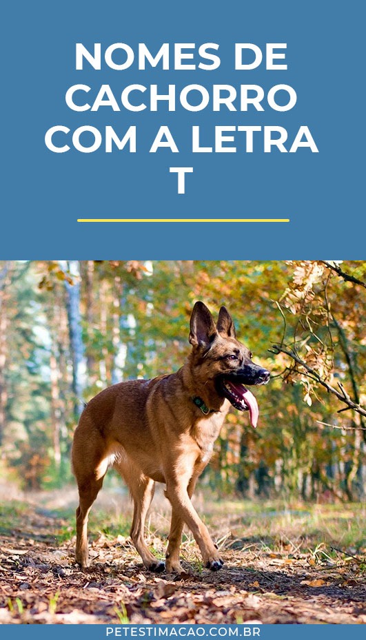 Personalizando com 'U': Uma Vantagem para Cachorros com Histórias - inspiração 1