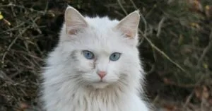 Personalizando com 'U': Uma Vantagem para Cachorros com Histórias - inspiração 2