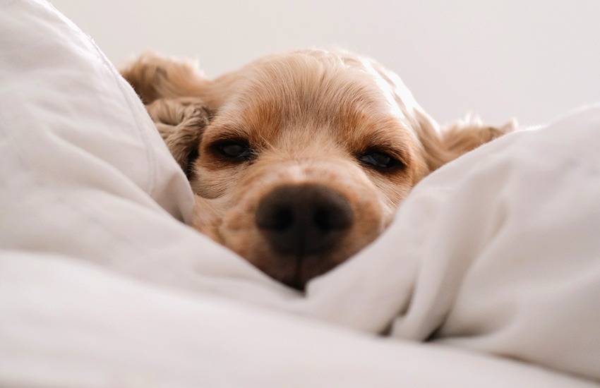 Inspirando-se na Natureza para Nomes com 'U' - inspiração 2