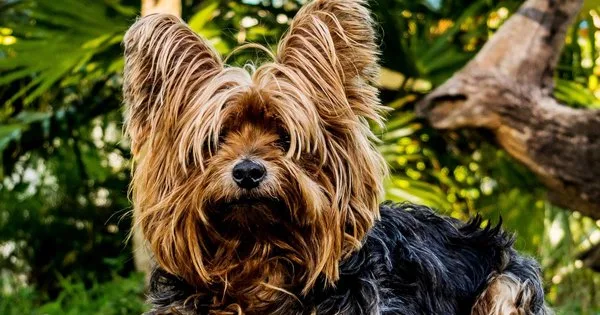 A Escolha Certa: Dicas Extras para Batizar Seu Cão - inspiração 1