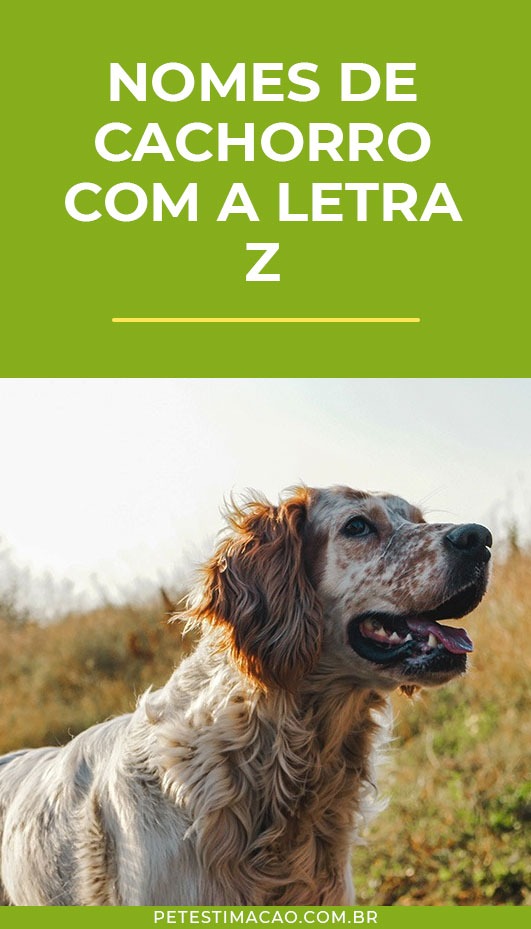 Nomes com 'U' para Cães de Raças Pequenas e Ágeis - inspiração 2