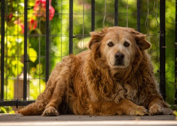 Opções Fortes e Majestosas com a Presença do 'U' - inspiração 1