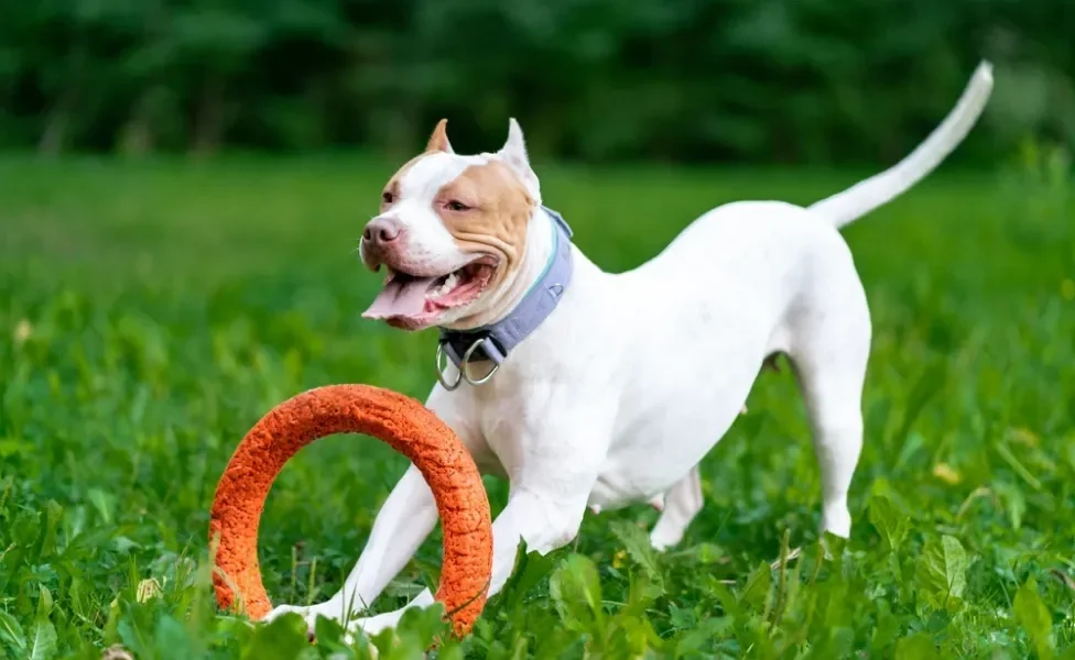 Nomes Populares Repaginados com Personalidade - inspiração 2