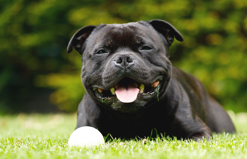 Nomes que Celebram a Lealdade e a Proteção - inspiração 2