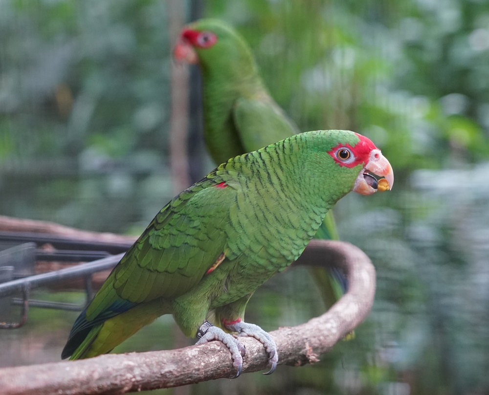 Nomes Únicos e Diferentes: Para Aves que Brilham Sozinhas - inspiração 2