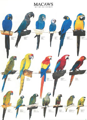 Nomes para Papagaios Machos: Personalidade Forte e Marcante - inspiração 1