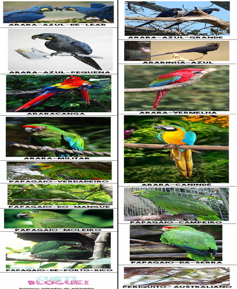 Nomes para Papagaios Machos: Personalidade Forte e Marcante - inspiração 2