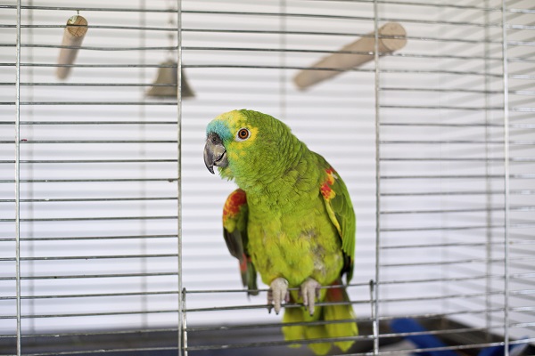 Nomes para Papagaios Fêmeas: Elegância e Charme em Cada Piu - inspiração 1